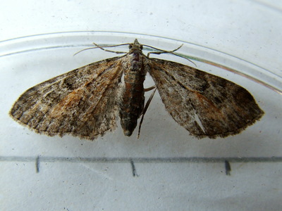 Tawny Speckled Pug